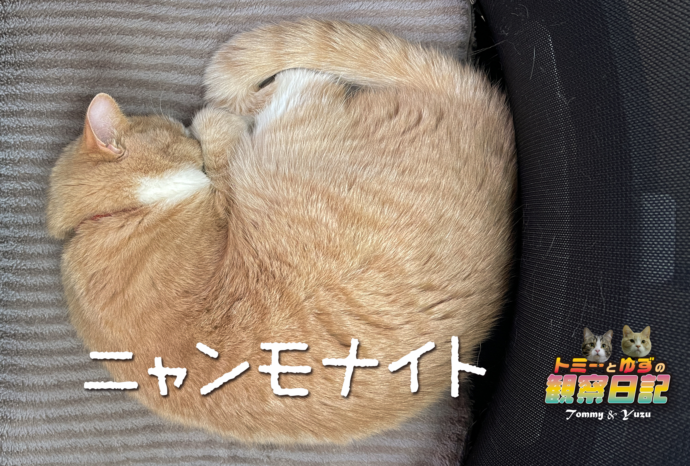 ゆずのニャンモナイト 猫の ニャンモナイト についてちょっと調べてみました ゆず日和