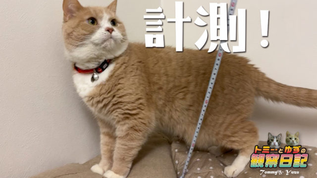 猫の 身長 についてちょっと調べてみました どこからどこまで トミーとゆずの観察日記