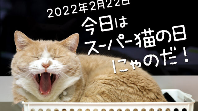 2022年2月22日「猫の日」今年の猫の日は特別らしい… 「スーパー