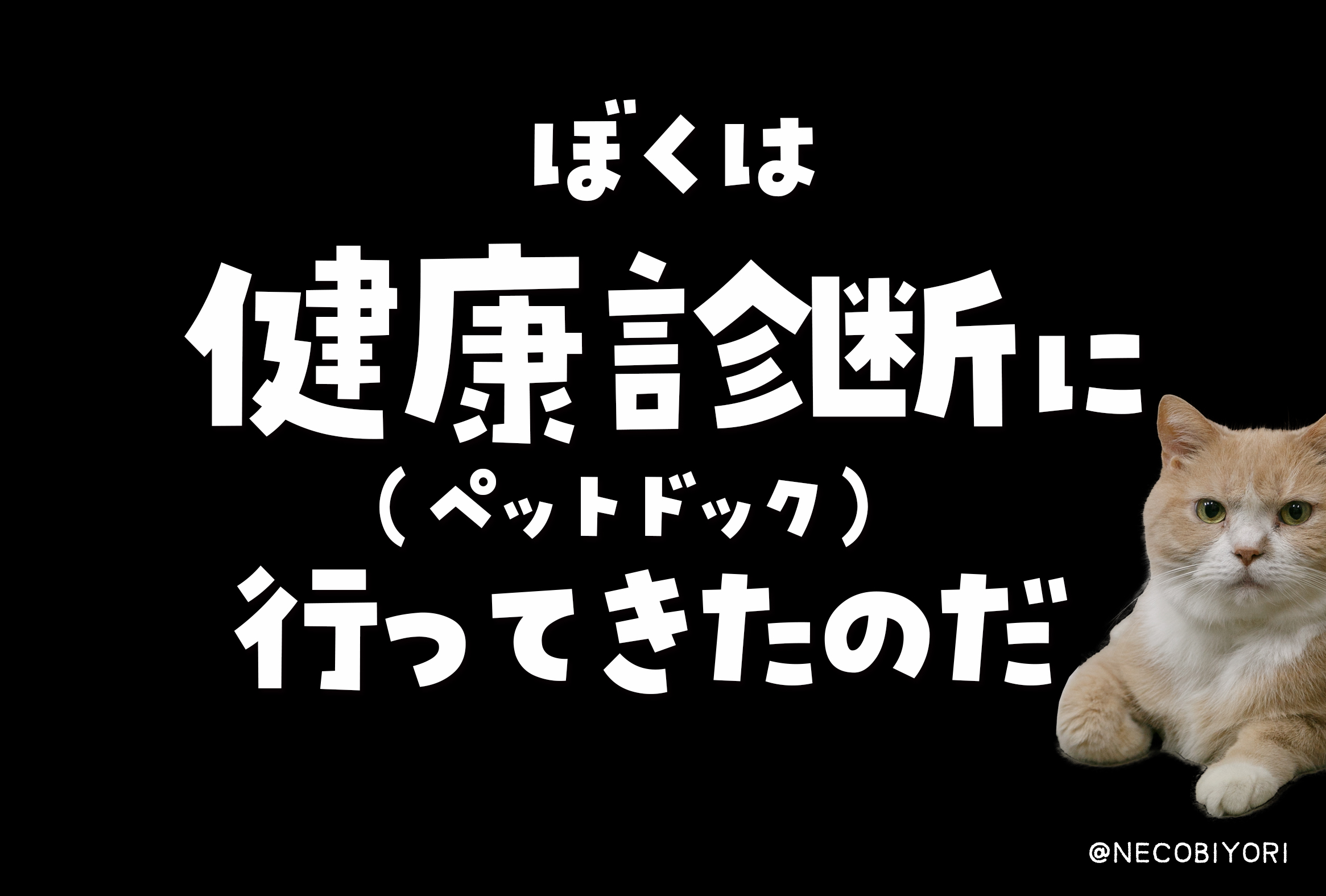 ぼくは「健康診断」に行ってきたのだ🐱✨